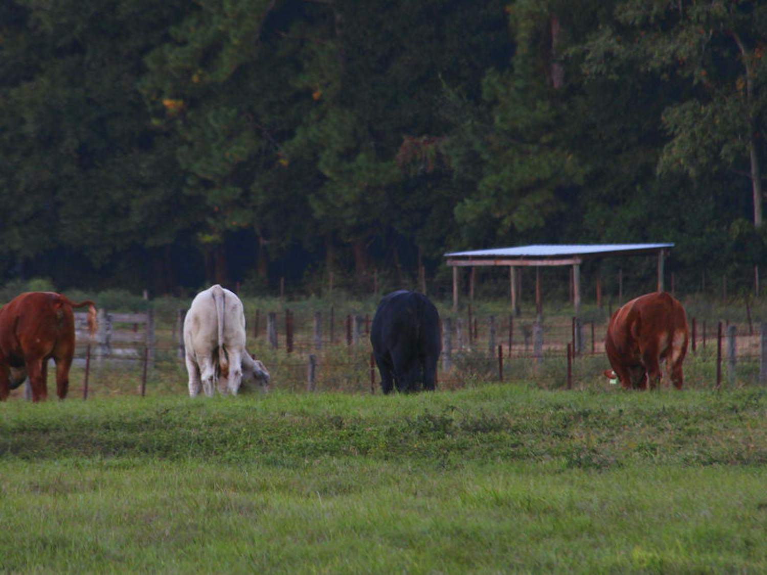Cows graze at the UF Beef Teaching Unit on October 27, 2014. UF created two new grass varieties that will bring better nutritional value and a longer lifespan to cows.