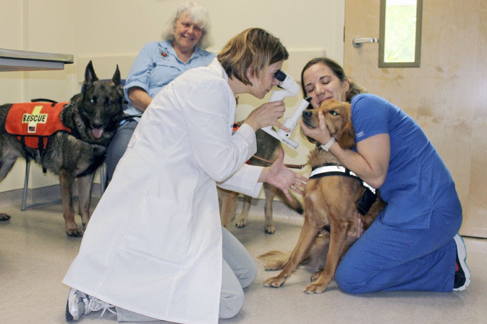 <p>Dr. Caryn Plummer examines the eye of a service dog during the UF Small Animal Hospital’s service dog eye screening event in May.</p>