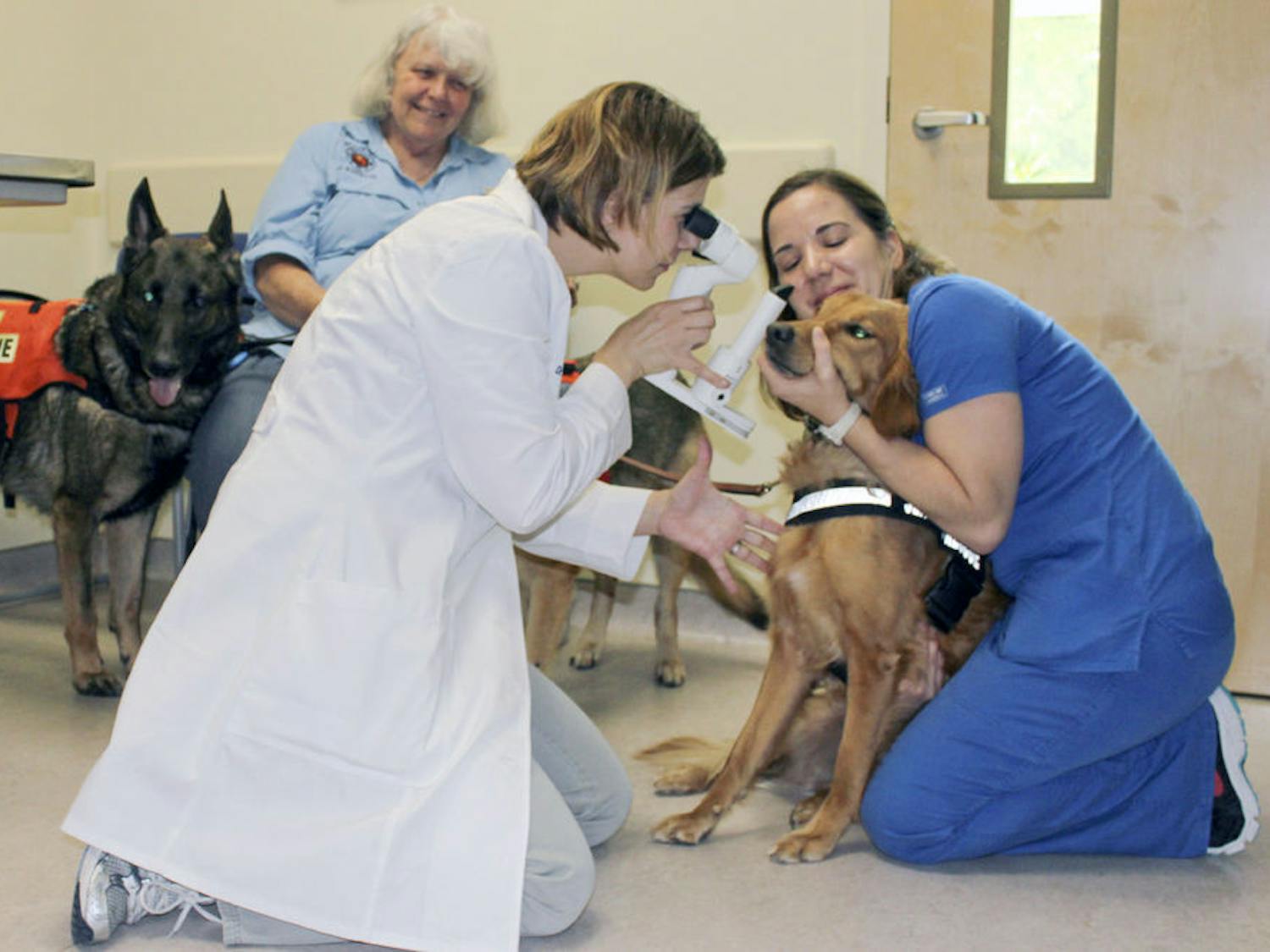 Dr. Caryn Plummer examines the eye of a service dog during the UF Small Animal Hospital’s service dog eye screening event in May.