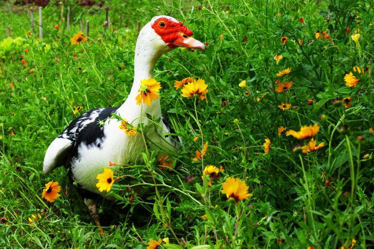 McIntosh, a 2-and-a-half-year-old duck, is being put up for adoption by UF alumna Julie Zill and her boyfriend, Felipe Carvalho. His adoption video can be found on Facebook and Reddit.