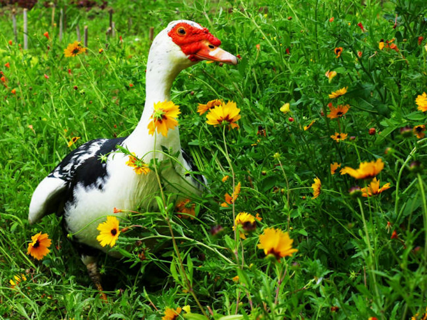 McIntosh, a 2-and-a-half-year-old duck, is being put up for adoption by UF alumna Julie Zill and her boyfriend, Felipe Carvalho. His adoption video can be found on Facebook and Reddit.
