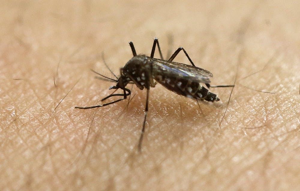 MED-Zika Mosquito-5 Things