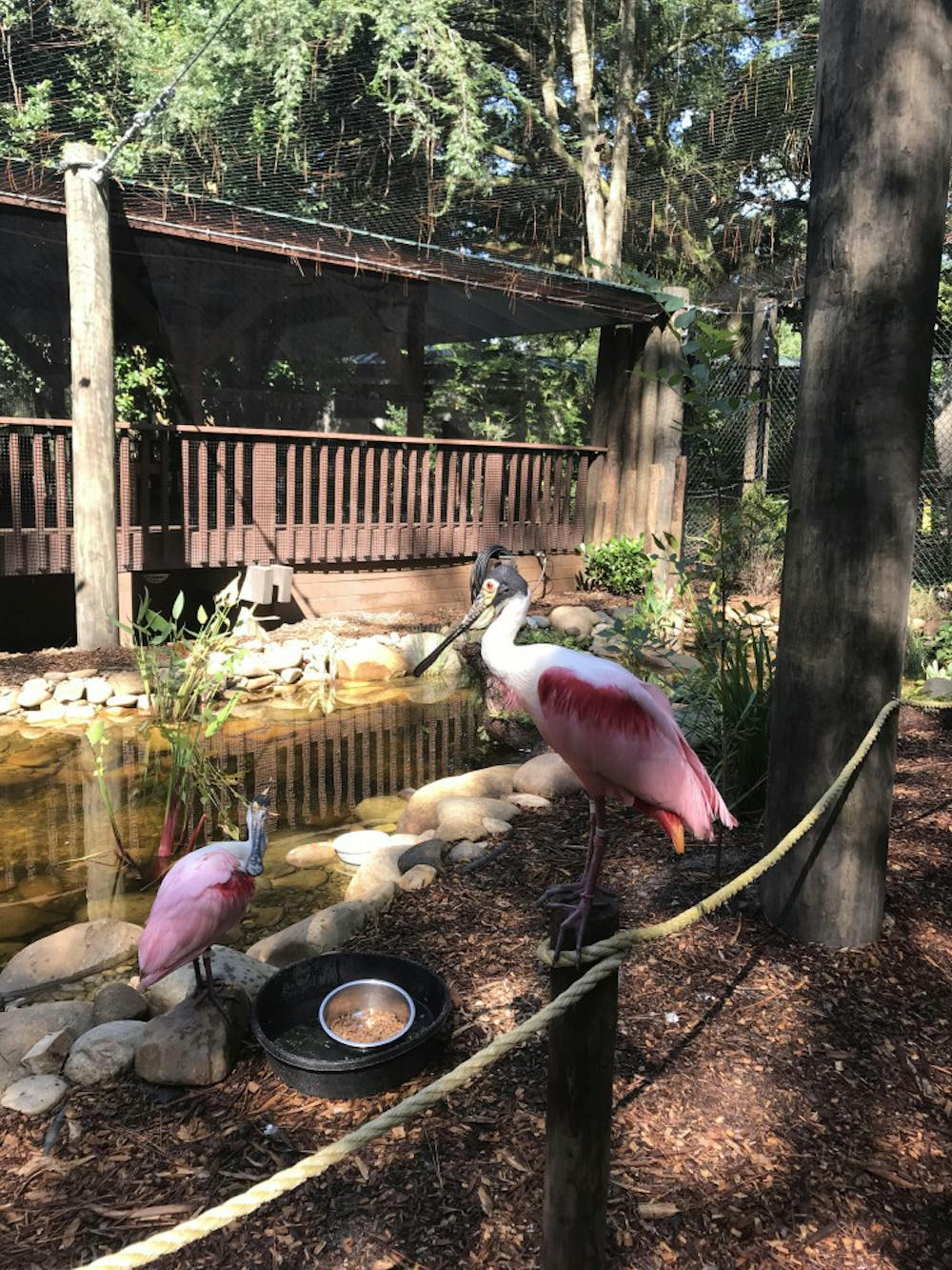 <p>Two roseate spoonbills sunbathe along the walkway of their new home.</p>