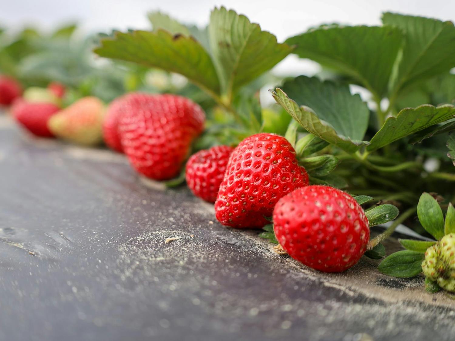 A row of strawberries at the Straberry Festival at Bryer Farm in Newberry on Saturday, Feb. 21.