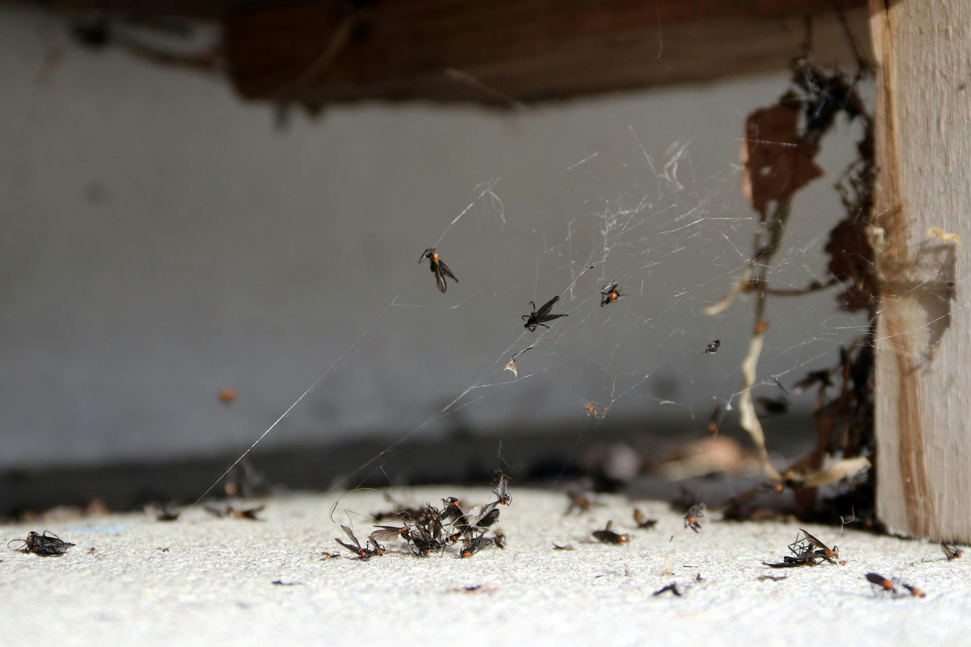 Lovebugs pile on the outside of Frenchmen Street Food, located at 439 S Main St in Gainesville, Fla., Thursday, May 28, 2026. 