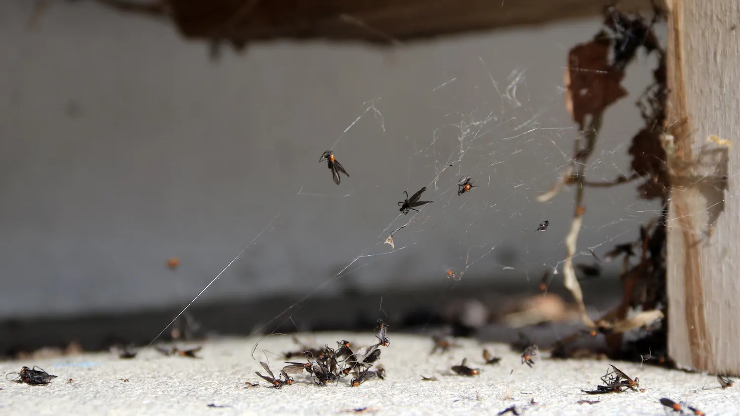 Lovebugs pile on the outside of Frenchmen Street Food, located at 439 S Main St in Gainesville, Fla., Thursday, May 28, 2026.