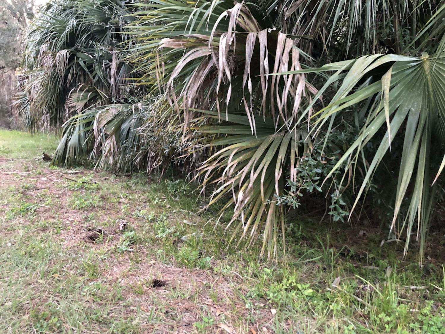 Deputies found a dead man under palm fronds by the side of Country Road 234 in Micanopy Monday.&nbsp;