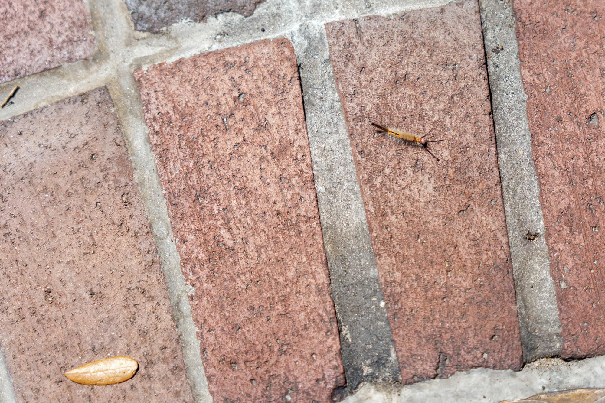 A Tussock moth caterpillar crawls across UF campus on Saturday, April 6, 2024.