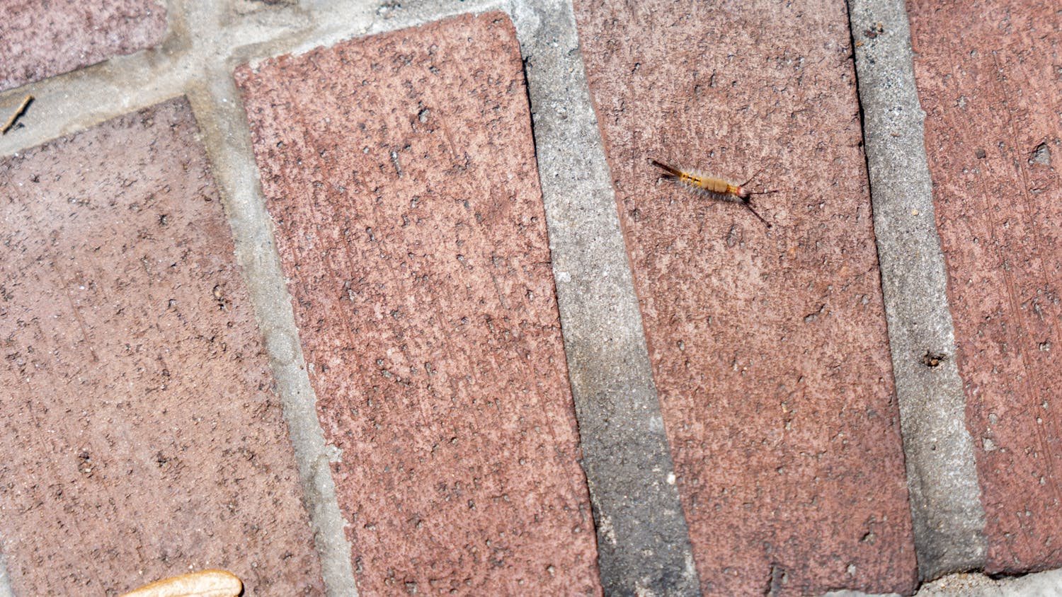 A Tussock moth caterpillar crawls across UF campus on Saturday, April 6, 2024.