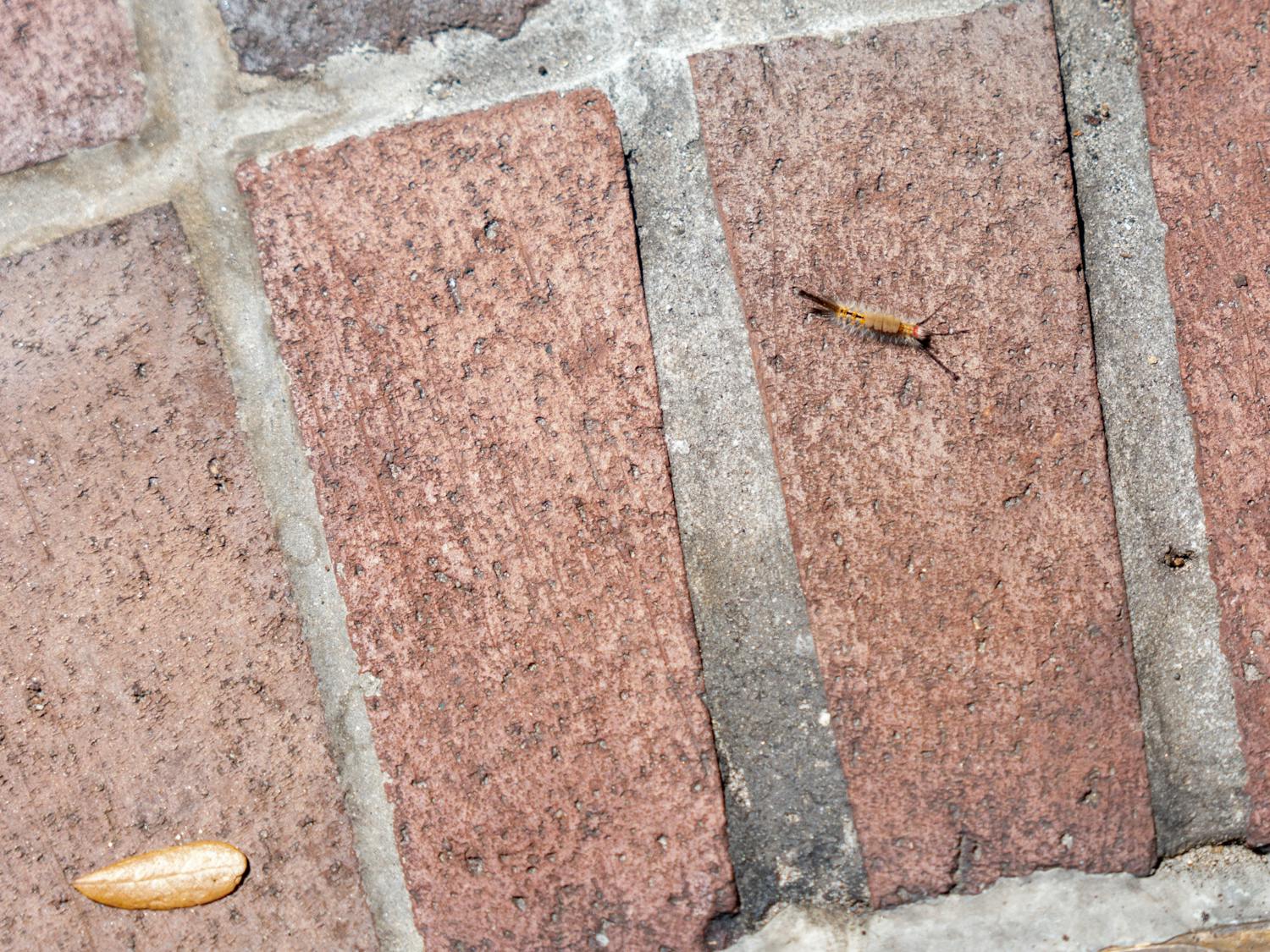 A Tussock moth caterpillar crawls across UF campus on Saturday, April 6, 2024.