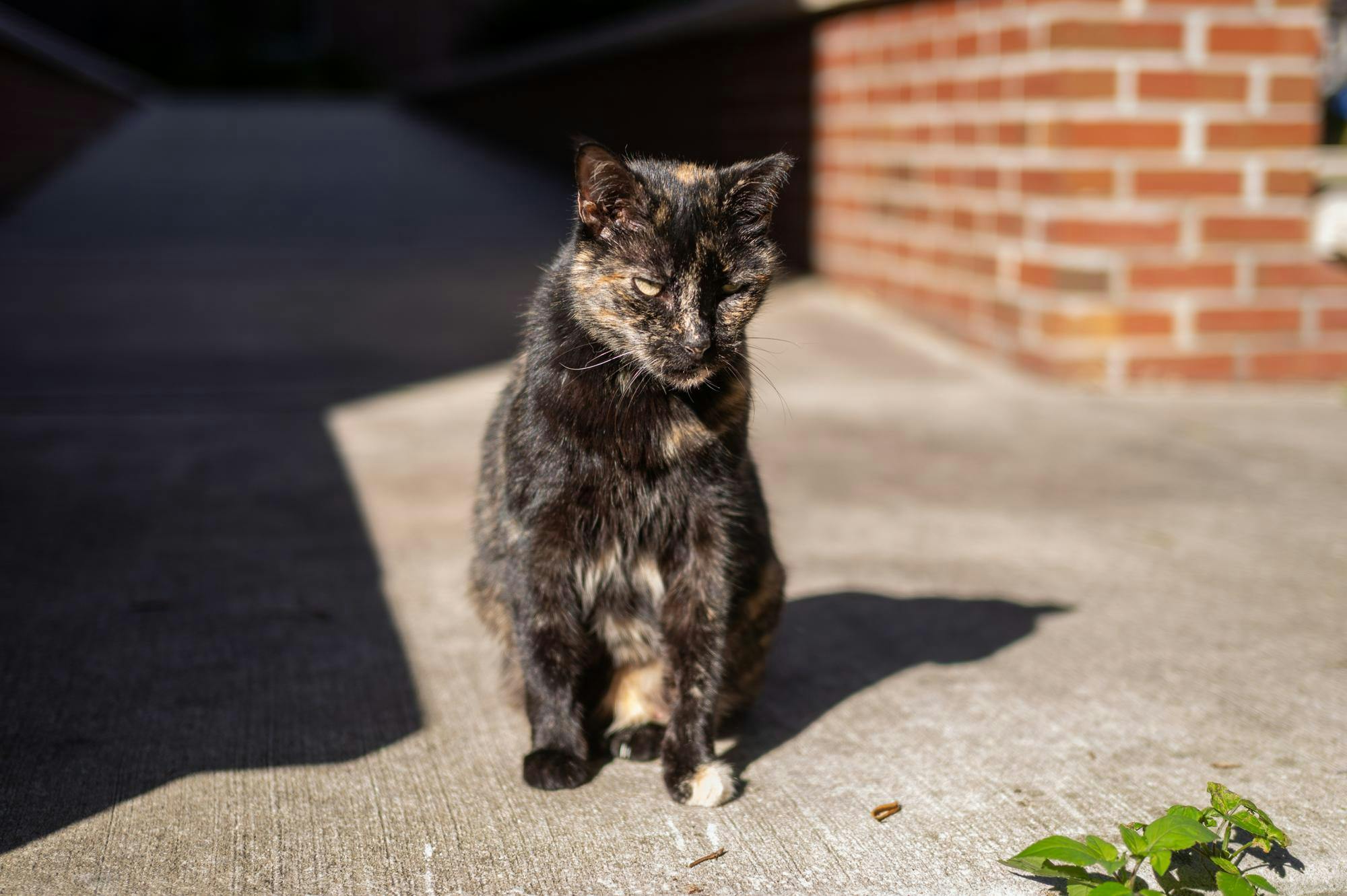 Campus cat Baby sits outside Pugh Hall, Friday, Jan. 23, 2026 in Gainesville, Fla.