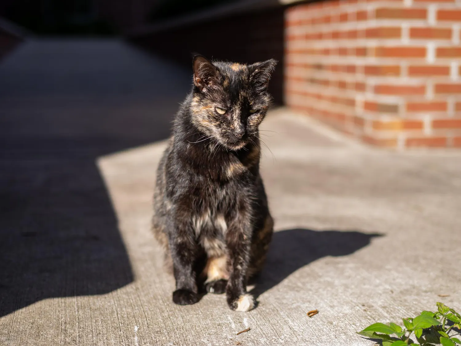 Campus cat Baby sits outside Pugh Hall, Friday, Jan. 23, 2026 in Gainesville, Fla.