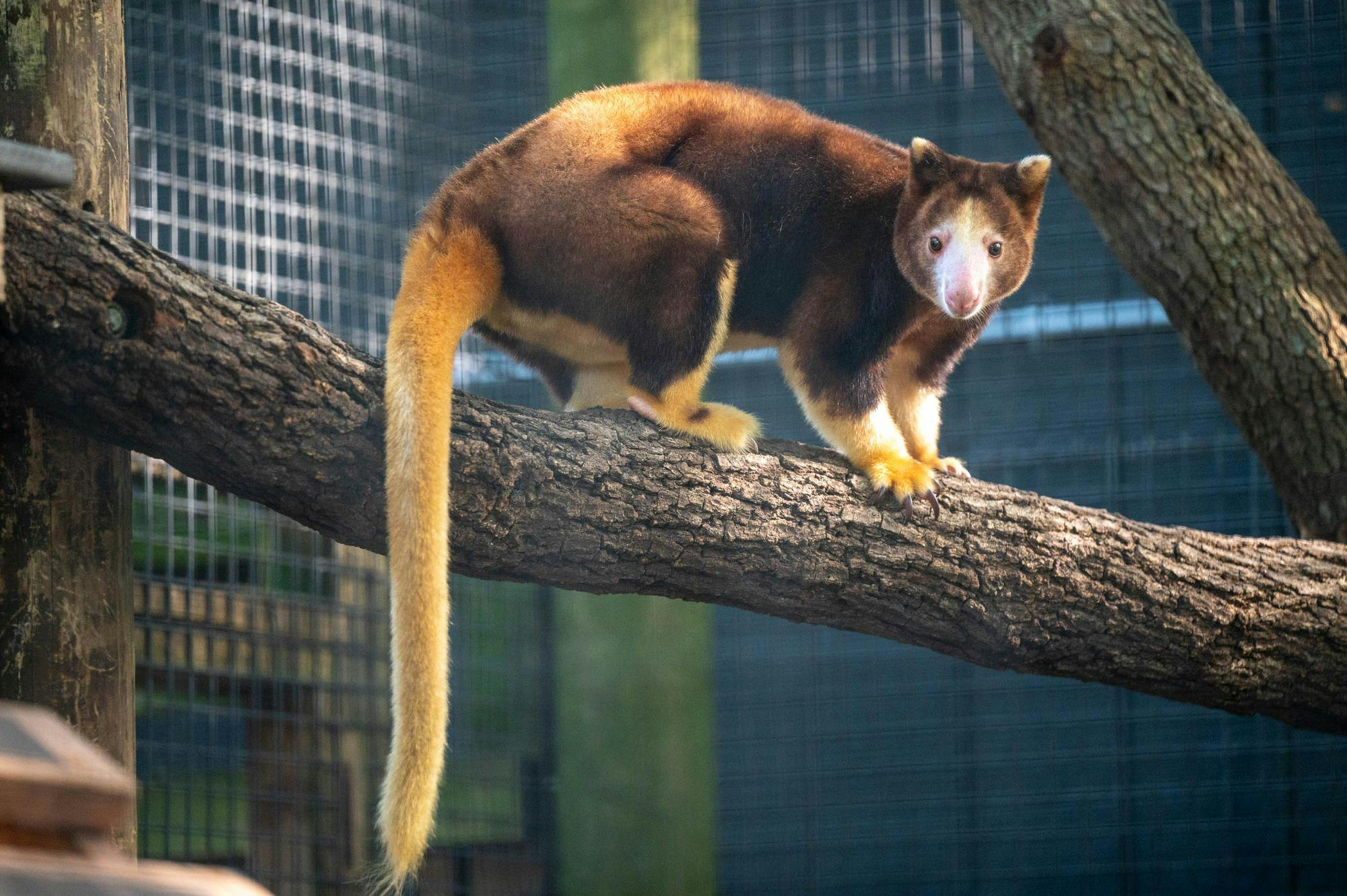 Adelaide, Santa Fe Teaching Zoo’s tree kangaroo, crawls around in her enclosure, Monday, Sept. 28, 2026, in Gainesville, Fla.