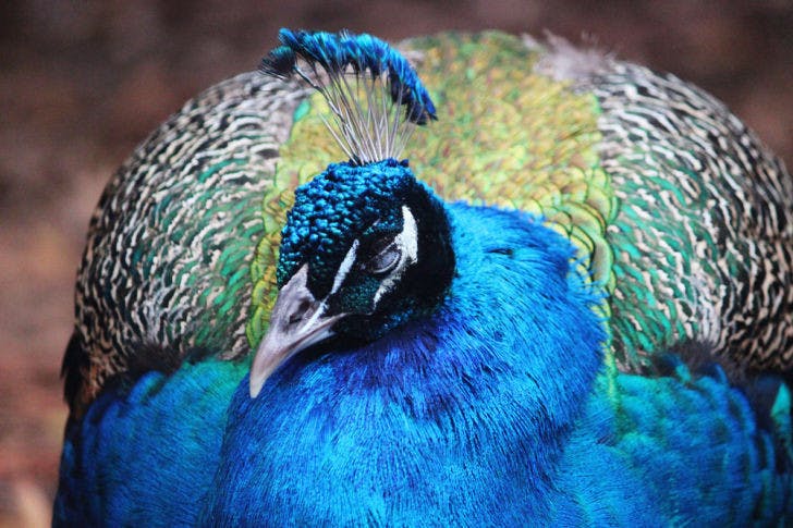 A peacock roams around the Sante Fe College Teaching Zoo on Wednesday afternoon. The zoo used heat lamps and space heaters to help the animals combat the lower temperatures.