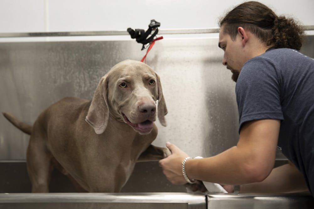 Knox, the dog, (left) smiles as Scenthound pet groomer Marcus Jenkins (right) wipes Knox's paw on Tuesday, May 25, 2021.