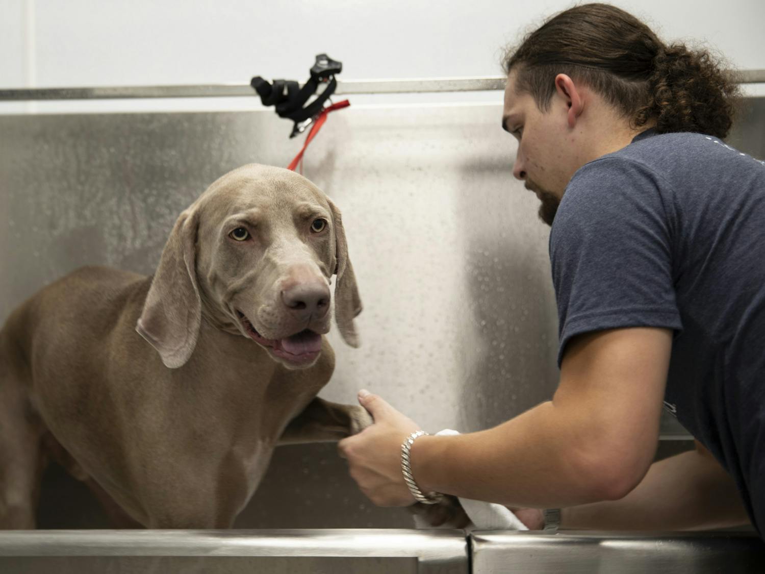 Knox, the dog, (left) smiles as Scenthound pet groomer Marcus Jenkins (right) wipes Knox's paw on Tuesday, May 25, 2021.