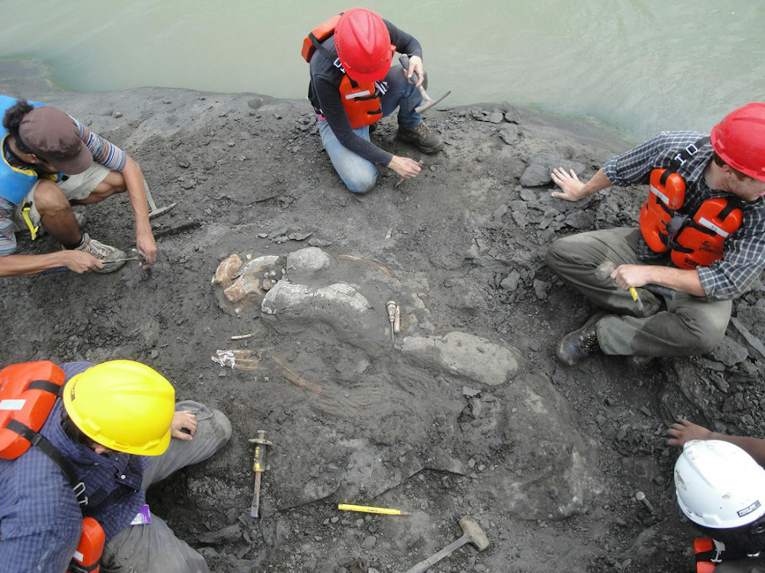 A team worked quickly to excavate as much of the dugong’s skeleton from the rock as possible. Just feet from the Panama Canal, the site flooded within a week.