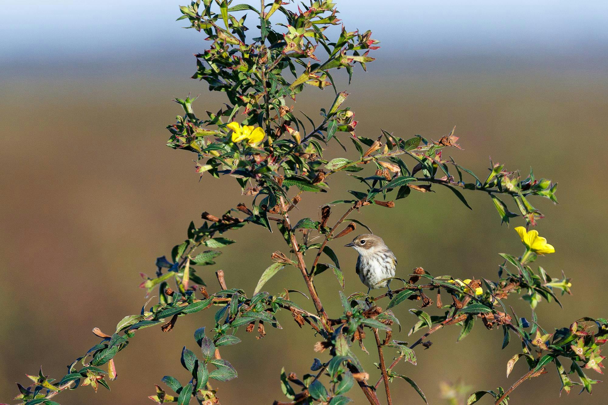 Paynes Prairie Preserve State Park on Monday, Nov. 10, 2025.