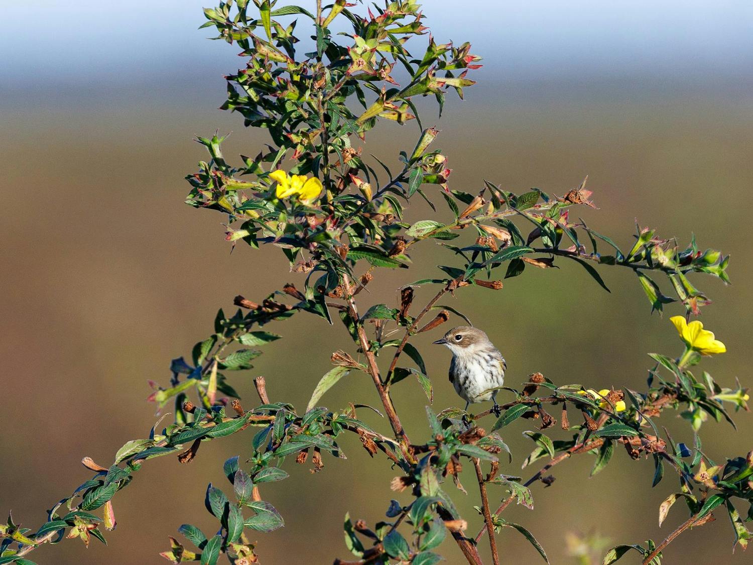 Paynes Prairie Preserve State Park on Monday, Nov. 10, 2025.