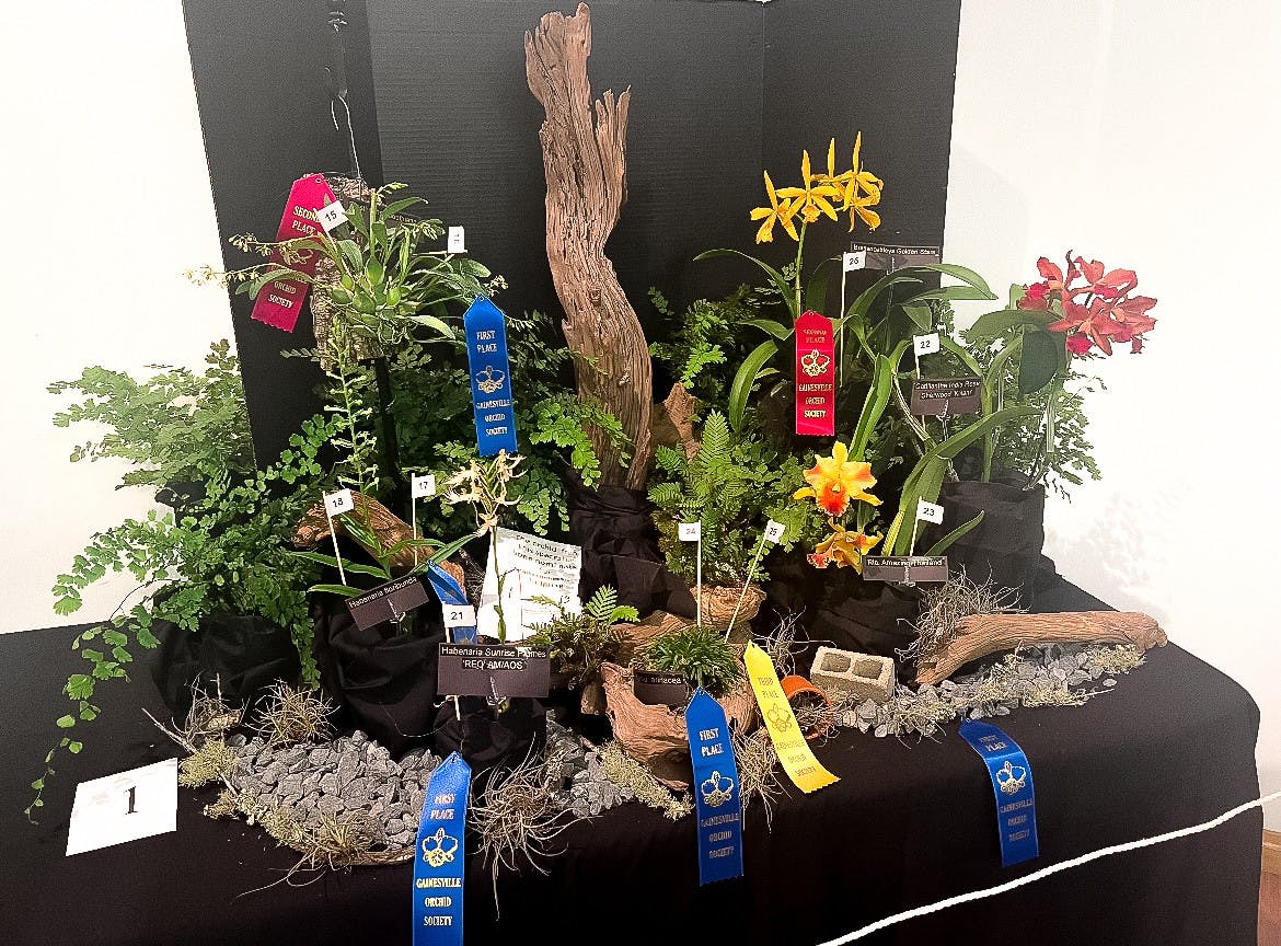 Judges from the American Orchid Society, the parent organization of the Gainesville branch, decided on three winners for each species of orchid.