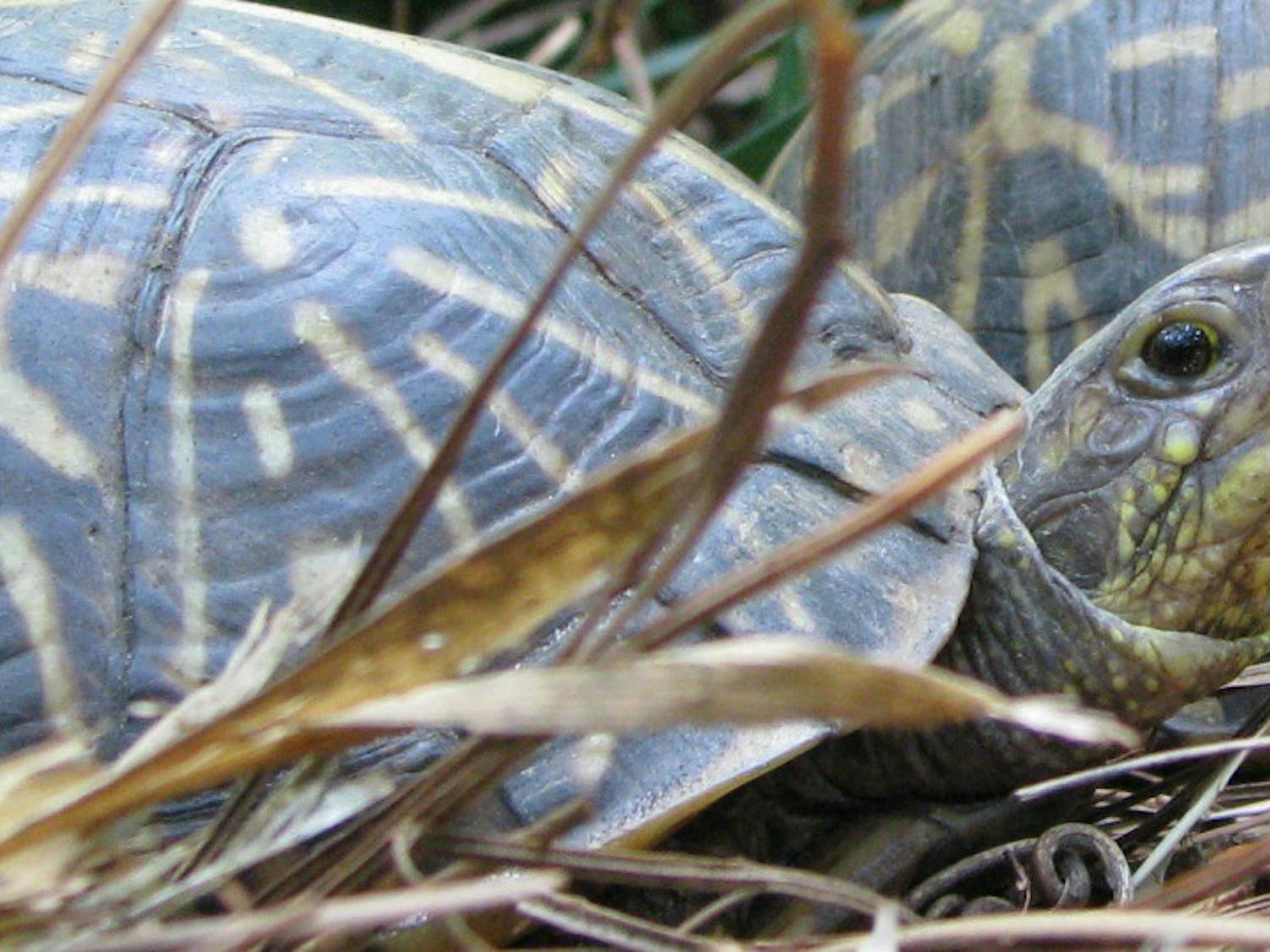 David Beckham, a box turtle, is one of four animals still missing after 11 were stolen from the Santa Fe College Teaching Zoo. Another box turtle and two gopher tortoises are also still missing.&nbsp;