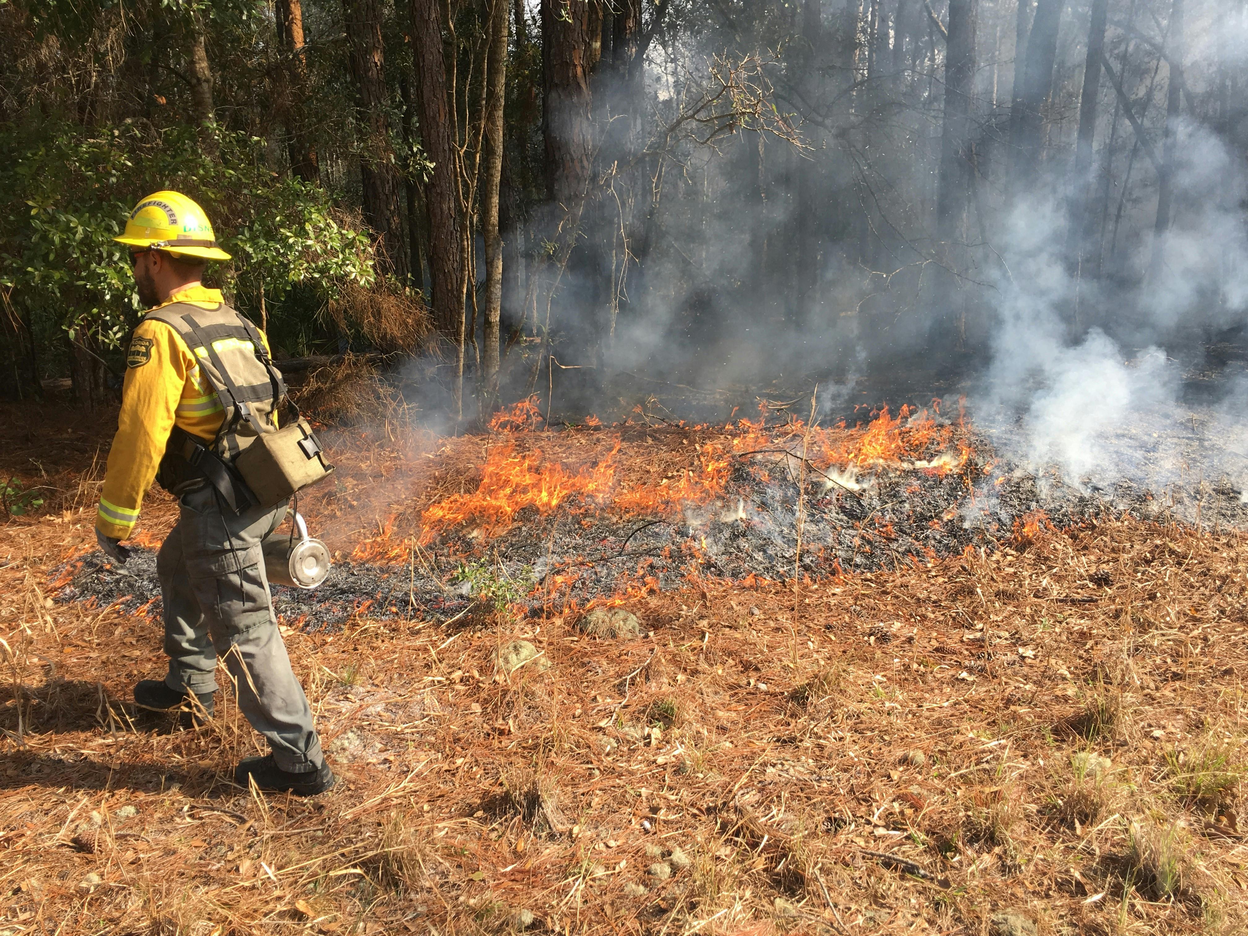 A Florida Forest Service Forest Ranger lighting a prescribed burn with a drip torch on Newnans Lake State Forest winter of 2018. Courtesy to The Alligator