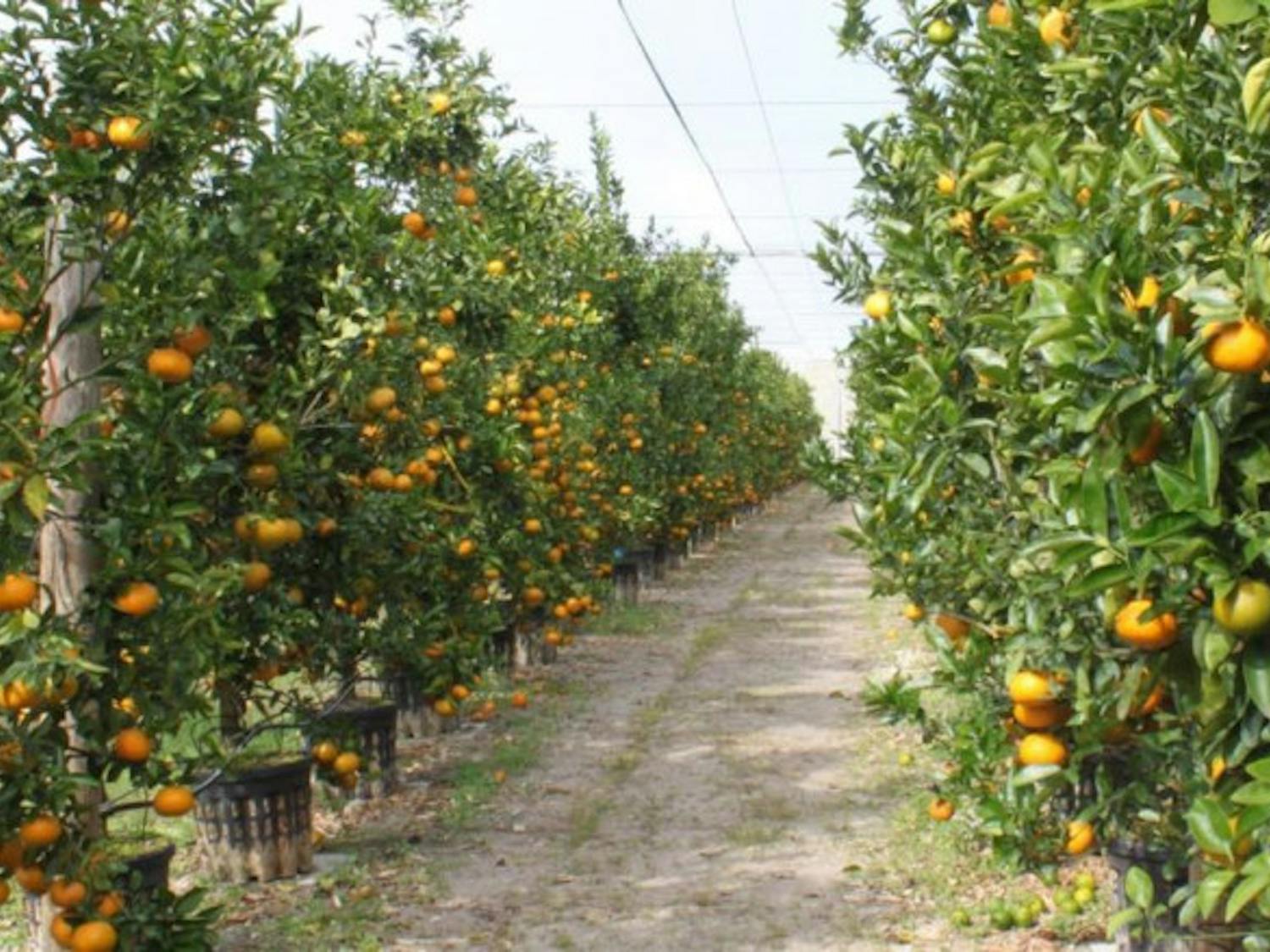Citrus greening is a disease that reduces the production of citrus, with symptoms including yellowing of the leaves, dying of the trees or branches, abnormally tasting fruit and no fruiting. This 1-acre Citrus Under Protective Screen, a mesh screening, protects these 2.5-year-old mandarin trees by blocking out the Asian citrus psyllid, an insect that carries the bacteria that causes greening.