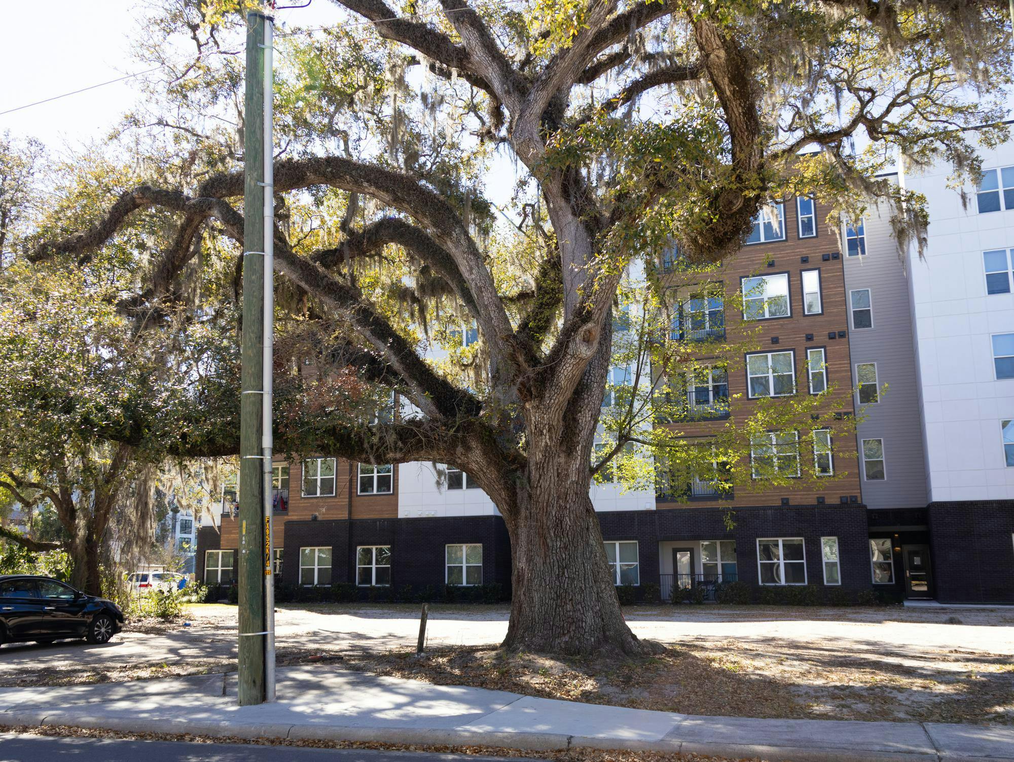 200 year-old Oak Tree that stands on the corner of NW 12th Street and NW 5th Ave in Gainesville, FL pictured on Tuesday, February 24th, 2026.