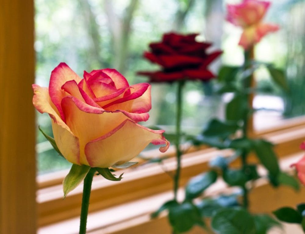 <p>"Jennirene" started out six years ago as a "sport," or an offspring with unusual characteristics, and was named for Steve Felts' daughter. Felts, 54, a plumber from Ocala, had five roses on the winner's table this year. He says growing roses is "a labor of love."</p>
