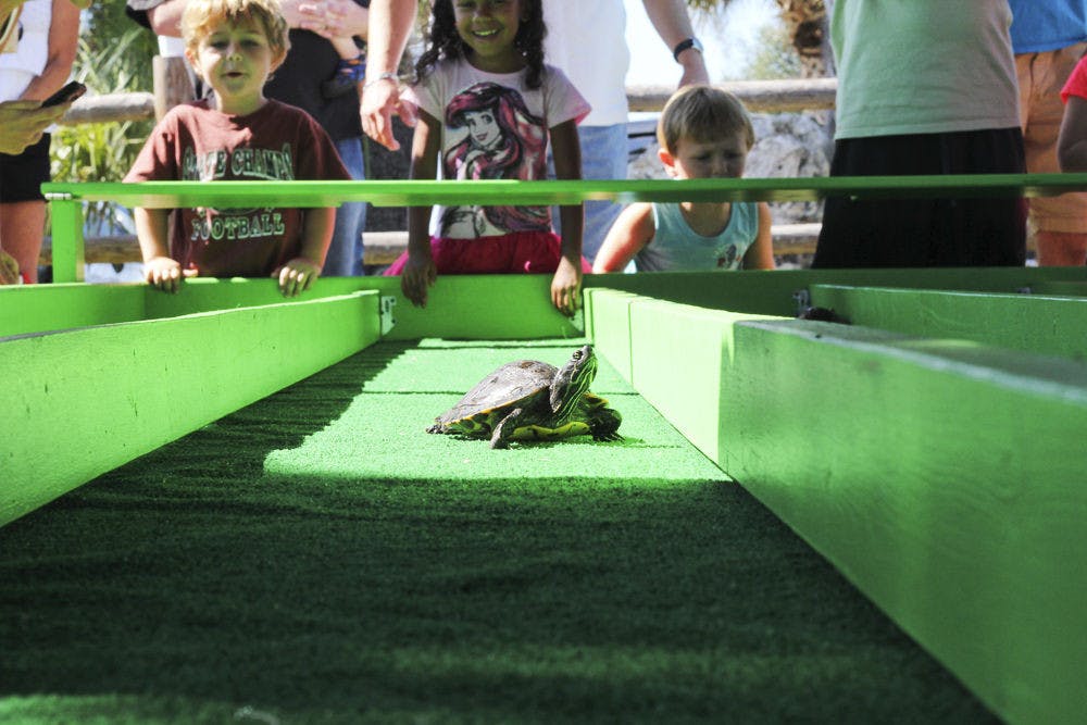 Children cheer on their turtles in a race during the 11th annual Cooter Festival on Saturday in Inverness, Florida. The festival celebrated the indigenous Cooter turtle and featured more than 80 vendors.