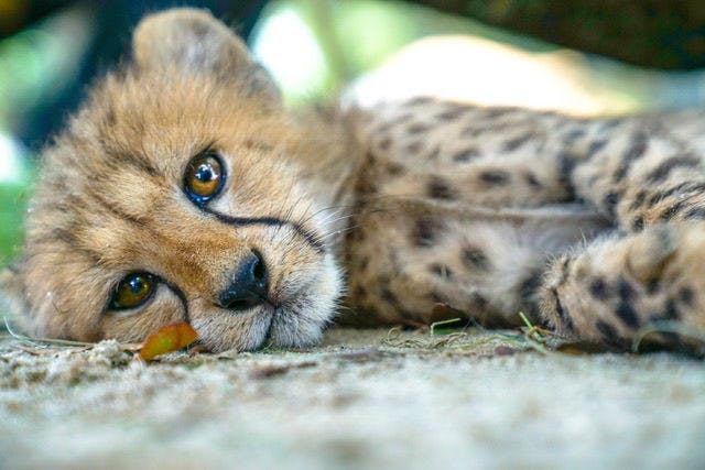 One of three cheetah cubs from Carson Springs Wildlife Conservation Foundation rests after a long day of playing with toys. The trio of cheetah cubs born on June 6 includes two males and a female named Tuesday, Austin and Havy. They are the first documented cheetah cubs born in Gainesville.