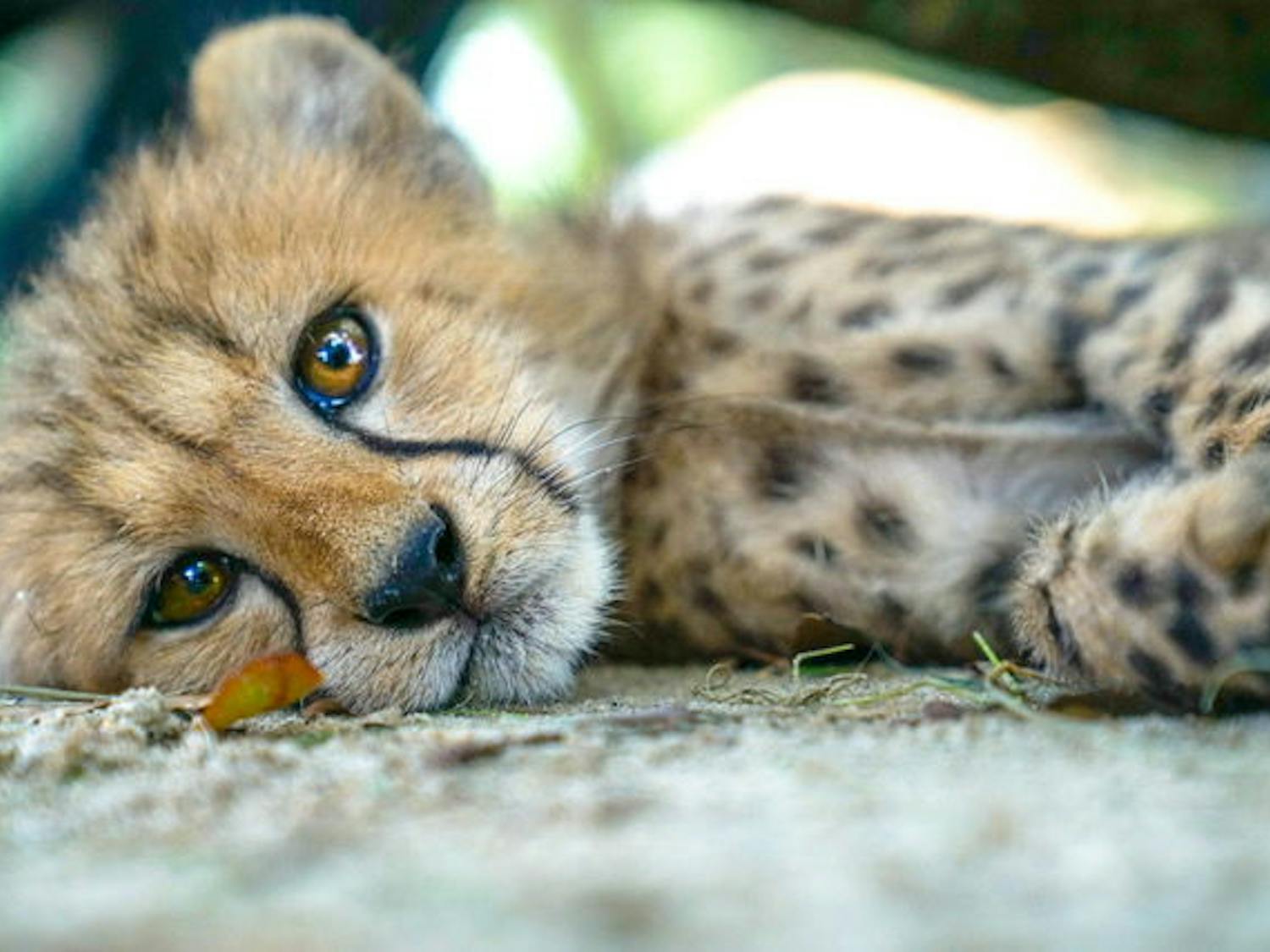 One of three cheetah cubs from Carson Springs Wildlife Conservation Foundation rests after a long day of playing with toys. The trio of cheetah cubs born on June 6 includes two males and a female named Tuesday, Austin and Havy. They are the first documented cheetah cubs born in Gainesville.