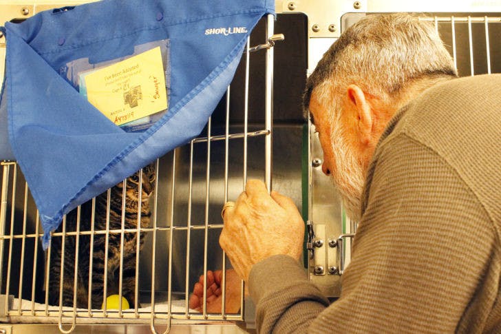 A.J. Sontag, 70, of Bradford County, peers in at Sawyer, his newly adopted 9-month-old domestic short-haired tabby cat, during Spring Fling, a two-day adoption event at Alachua County Animal Services.