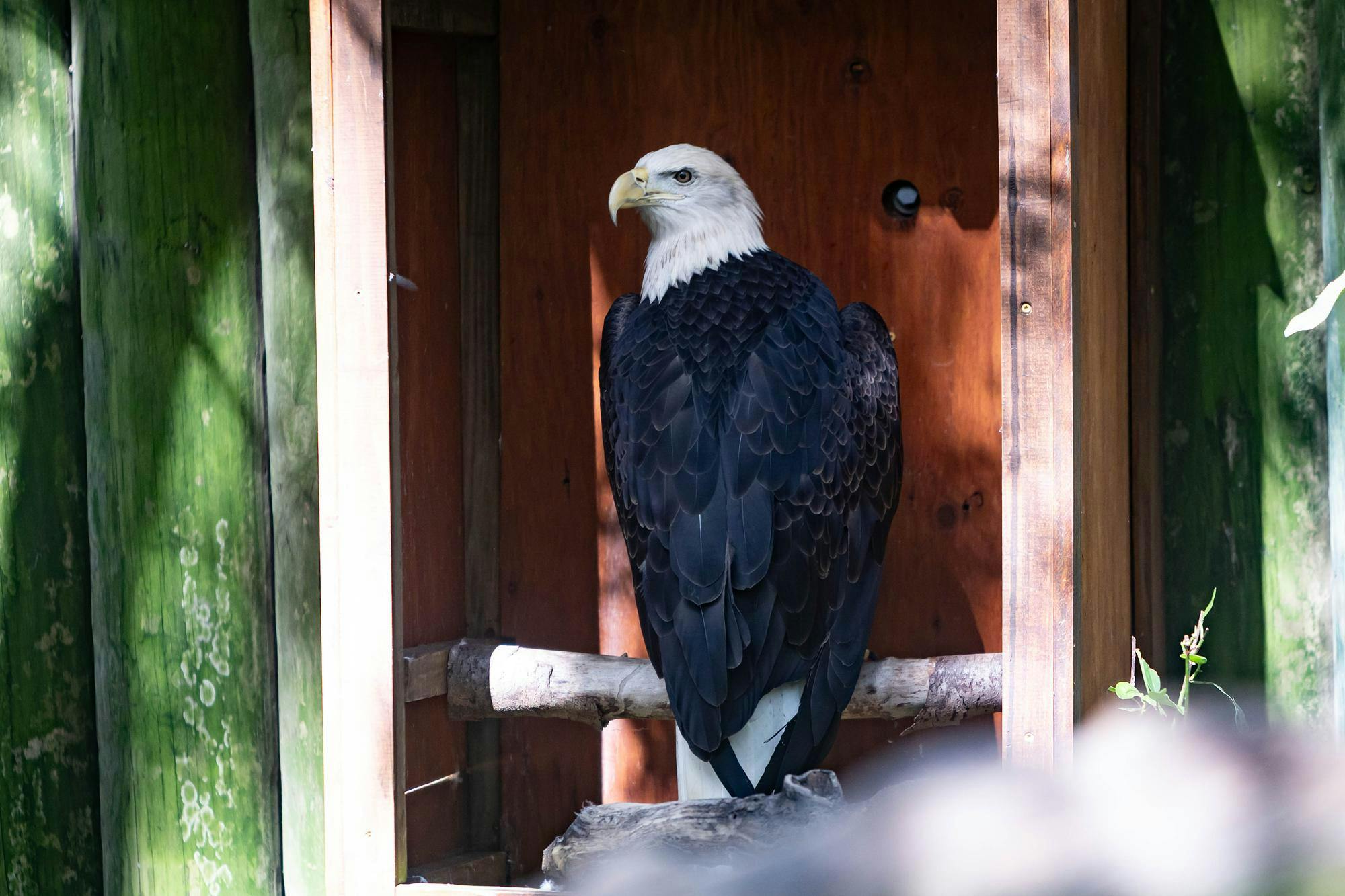 A bald eagle at the Santa Fe Teaching Zoo in Gainesville on Wednesday, Oct. 8, 2025.                          