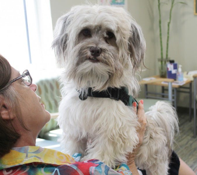 Certified therapy dog Sigmund, a 1-year-old Havanese, and Barbara Welsch, licensed psychologist at UF’s Counseling and Wellness Center, wait for patients on the second floor of the center on Wednesday afternoon.