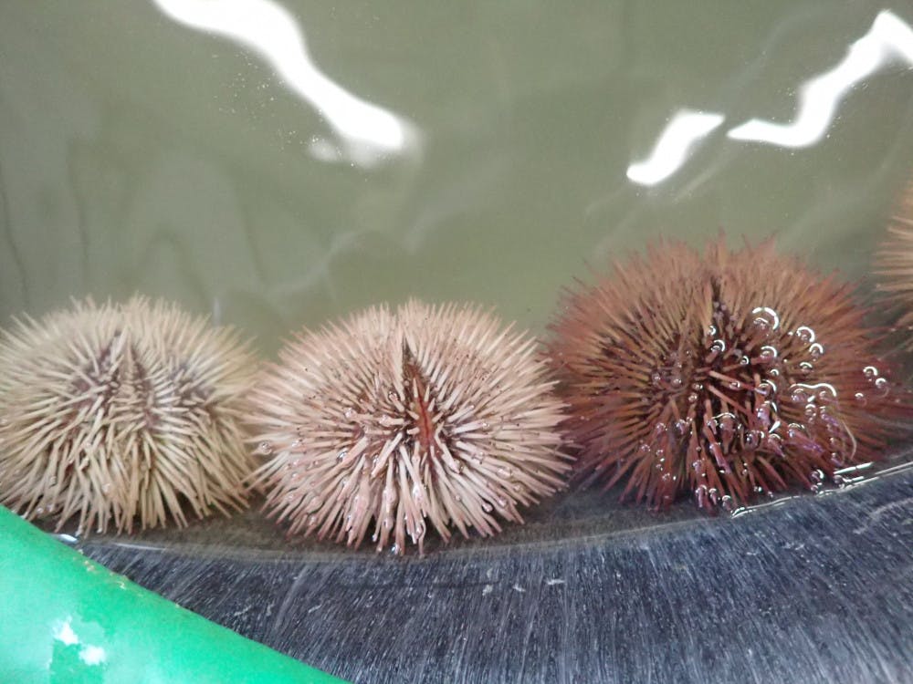 Sea urchins rely on seagrass for a source of food. Jamila Roth is interested in finding out if feeding sea urchins different types of seagrass will influence the eating habits of the urchins