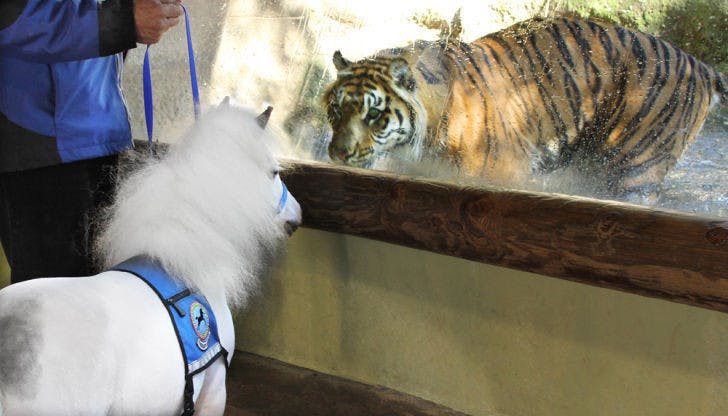 Miniature horse Sweetheart visits the Zoo Atlanta as a member of Gentle Carousel Miniature Therapy Horses. The horses visited to provide information on how zoo animals react to service animals.&nbsp;