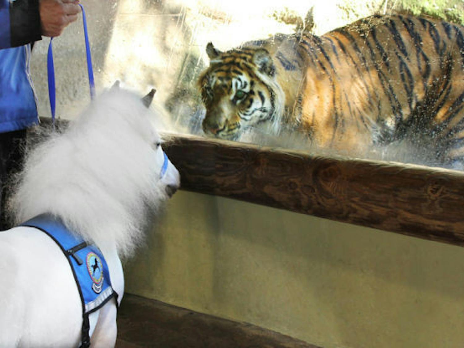 Miniature horse Sweetheart visits the Zoo Atlanta as a member of Gentle Carousel Miniature Therapy Horses. The horses visited to provide information on how zoo animals react to service animals. 