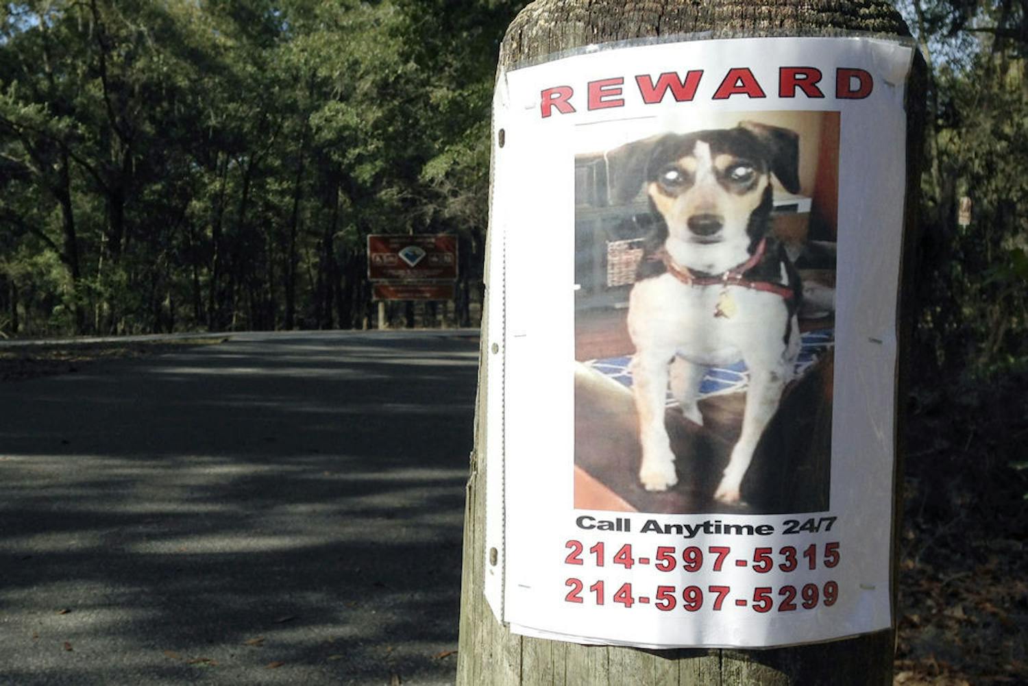 A flyer depicting Bear, a 30-pound rat terrier, hangs on a wooden pole on Sunday morning in Boulware Springs Nature Park, the last place he was sighted. Bear went missing on Feb. 3.