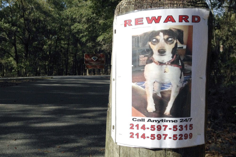 <p>A flyer depicting Bear, a 30-pound rat terrier, hangs on a wooden pole on Sunday morning in Boulware Springs Nature Park, the last place he was sighted. Bear went missing on Feb. 3.</p>