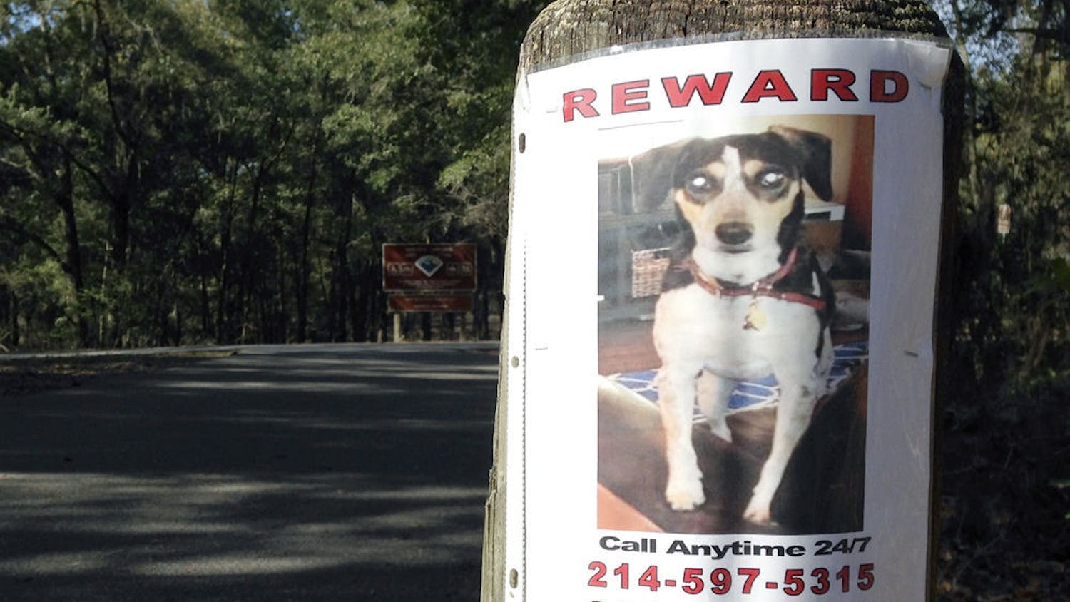 A flyer depicting Bear, a 30-pound rat terrier, hangs on a wooden pole on Sunday morning in Boulware Springs Nature Park, the last place he was sighted. Bear went missing on Feb. 3.