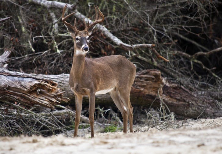 A buck lingers by a pile of discarded trees near a manmade lake on the 1,000-acre DY Trophy Ranch in Cross City, Fla., on Saturday.