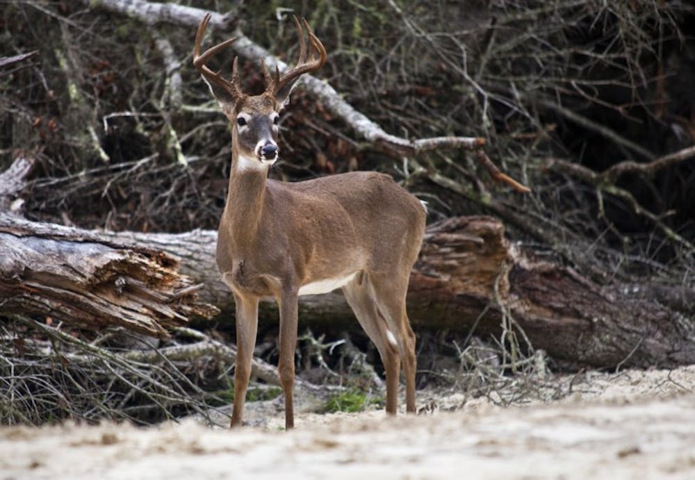 <p>A buck lingers by a pile of discarded trees near a manmade lake on the 1,000-acre DY Trophy Ranch in Cross City, Fla., on Saturday.</p>
