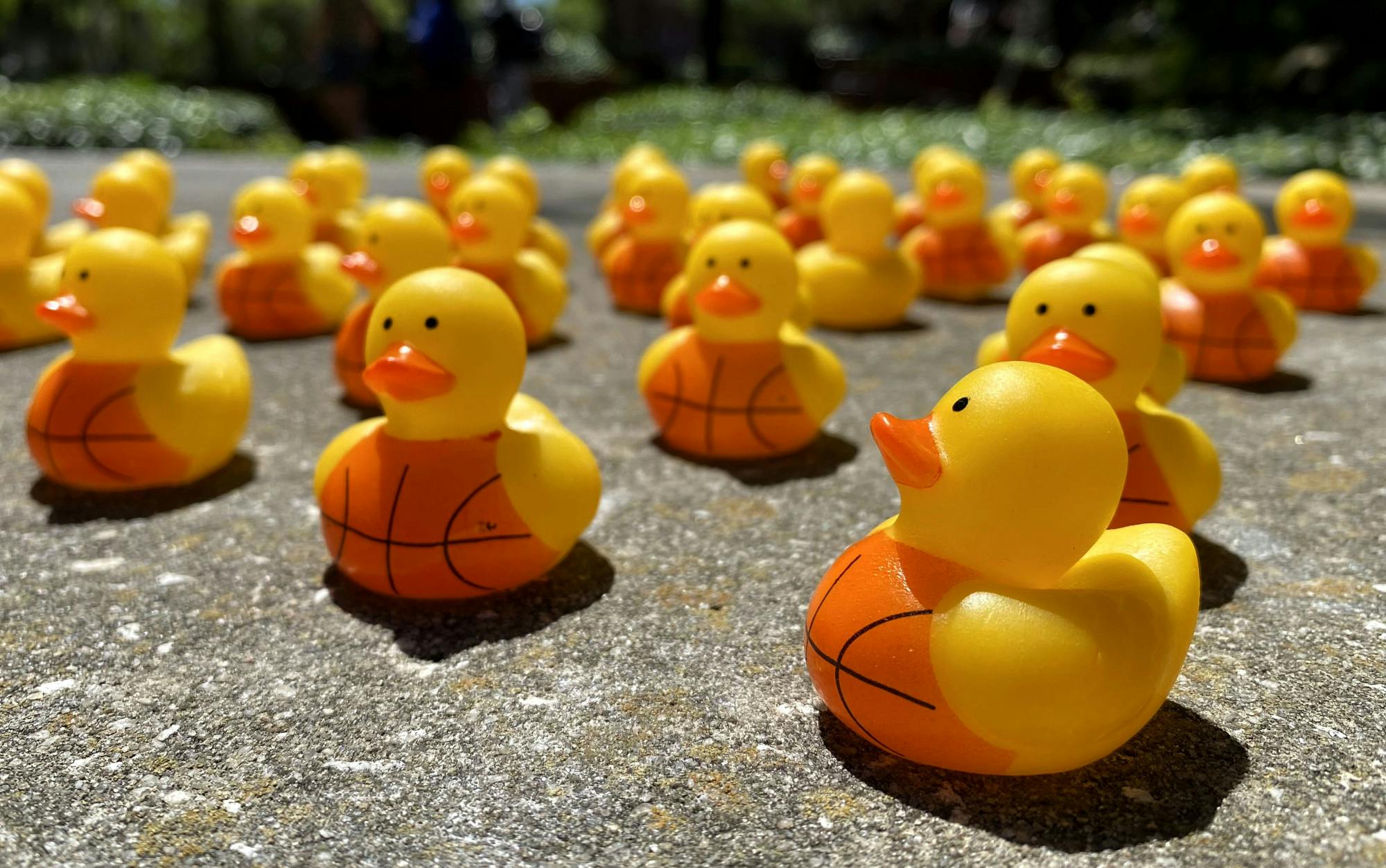 Kendall Johnson’s basketball-themed rubber ducks sit waiting for students in Turlington Plaza on Wednesday, April 16, 2025. 
