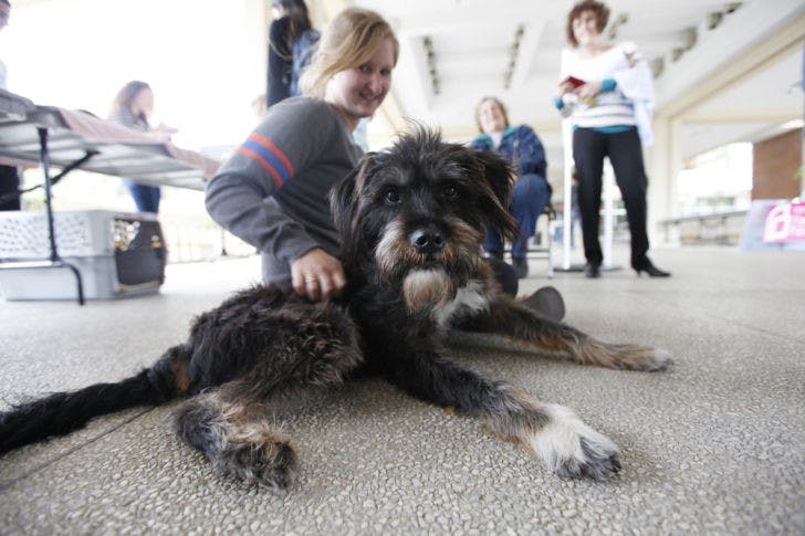 Megan Hammerling, an 18-year-old UF criminology freshman, holds Mulligan, a rescued, three-legged mixed breed from Animal People Inc., at the De-Stress Study Fest at the Reitz Union on Monday morning.
