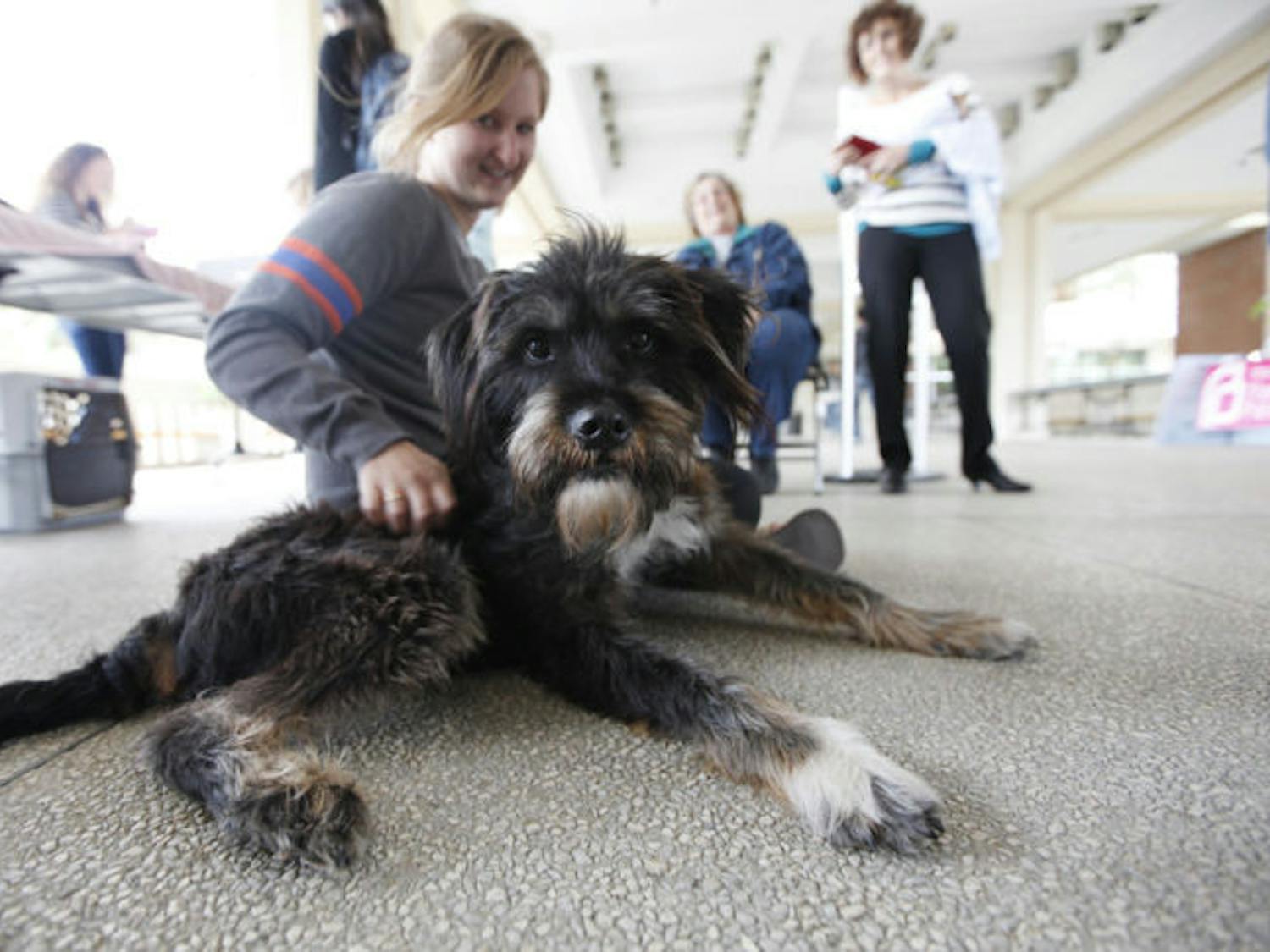 Megan Hammerling, an 18-year-old UF criminology freshman, holds Mulligan, a rescued, three-legged mixed breed from Animal People Inc., at the De-Stress Study Fest at the Reitz Union on Monday morning.
