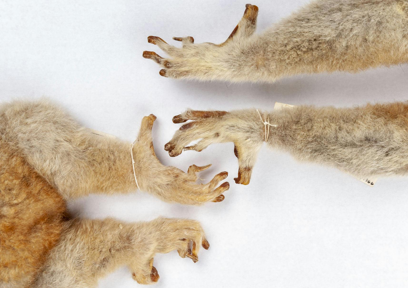 Lemurs, lorises and galagoes have nails on most digits and grooming claws on their second toes, as seen on the feet of two greater slow lorises,&nbsp;Nycticebus coucang, in the Florida Museum mammals collection.&nbsp;