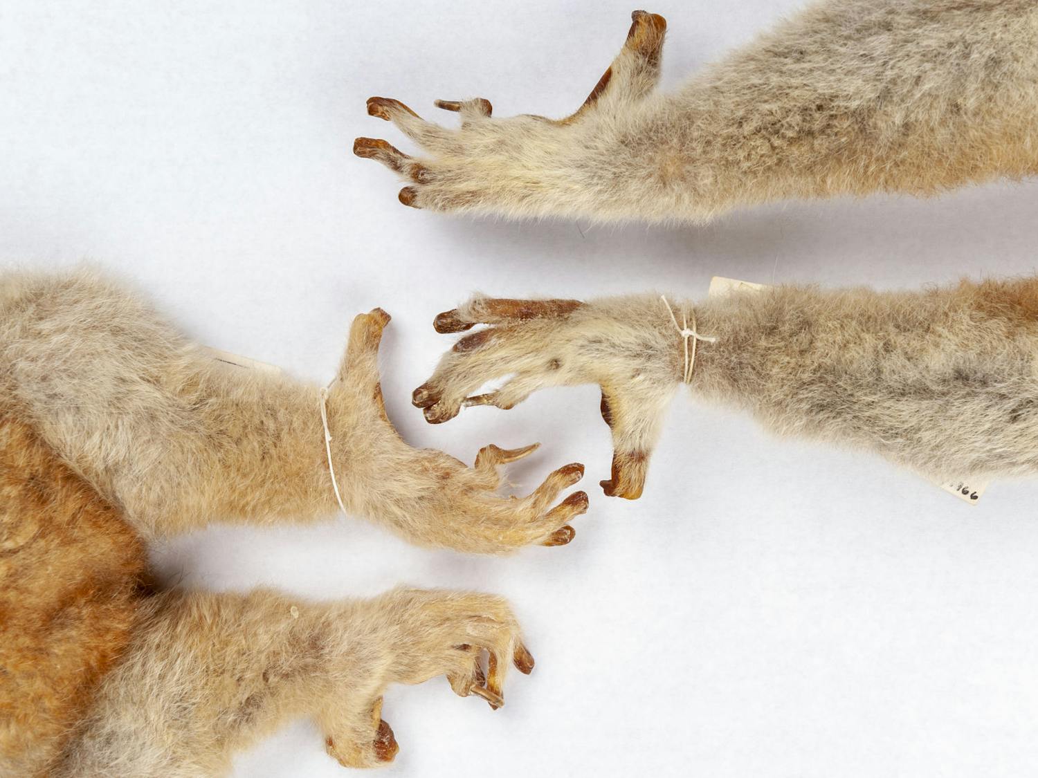 Lemurs, lorises and galagoes have nails on most digits and grooming claws on their second toes, as seen on the feet of two greater slow lorises, Nycticebus coucang, in the Florida Museum mammals collection. 