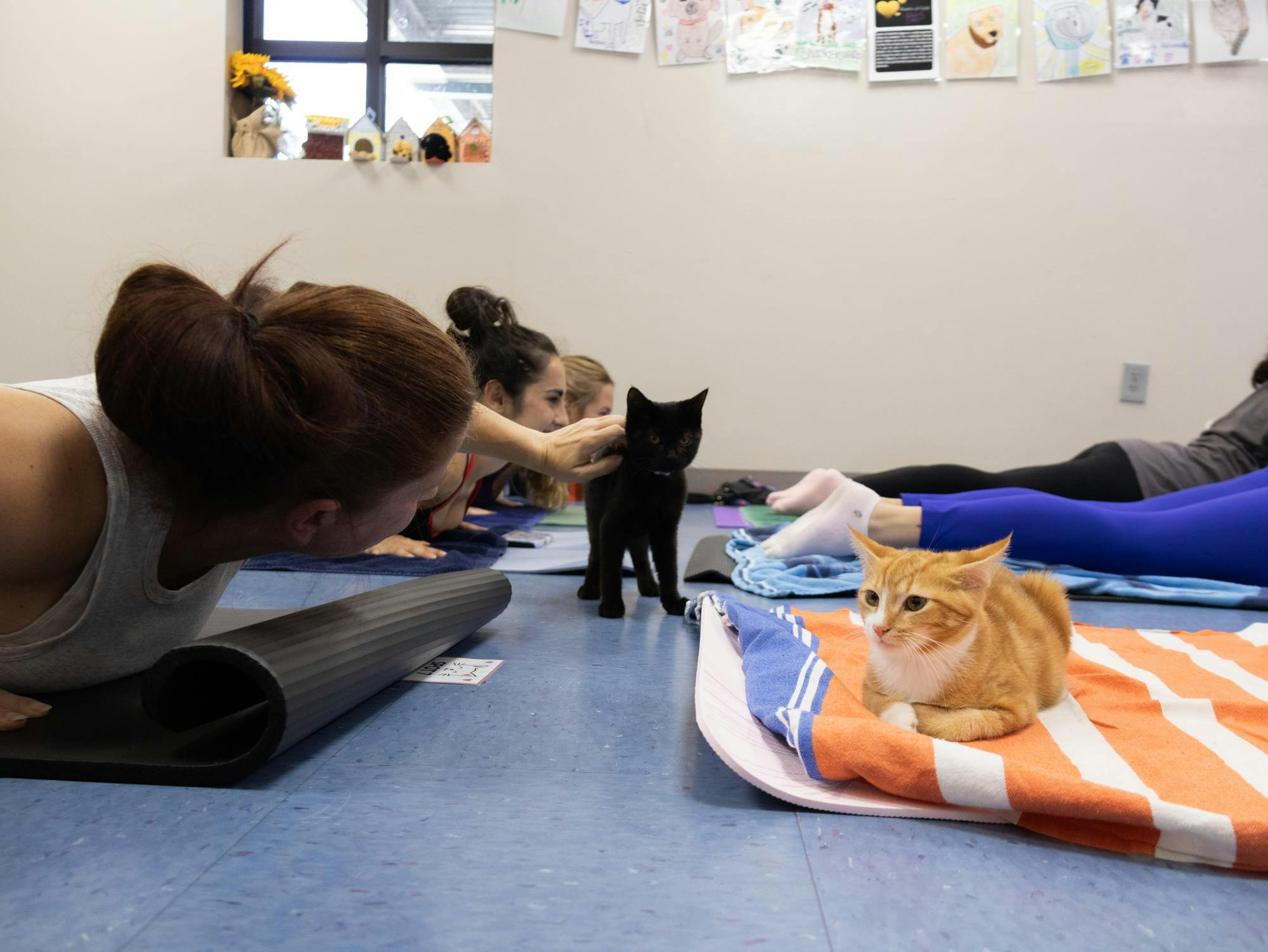 Kitten yoga classes hosted by the Humane Society of North Central Florida on Saturday, Aug. 29, 2026, in Gainesville, Fla.