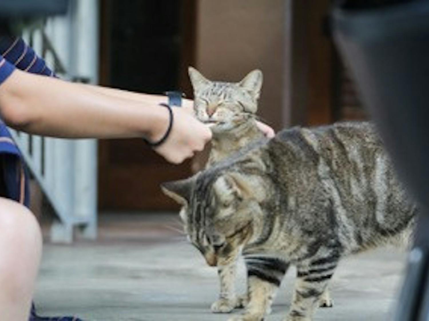 UF campus cat Eve eats Churu cat treats.